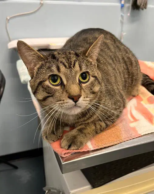 Frankie - Domestic Short Hair