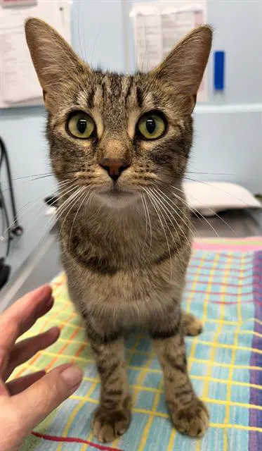 Rosie - Domestic Short Hair
