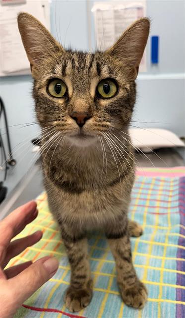 Rosie