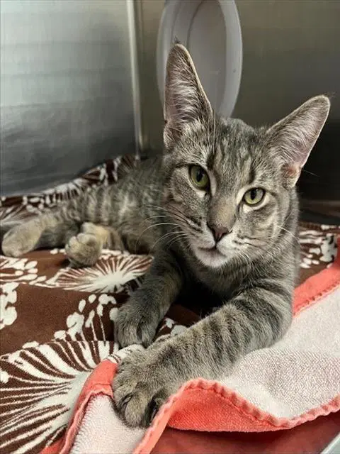 Tricks - Domestic Short Hair