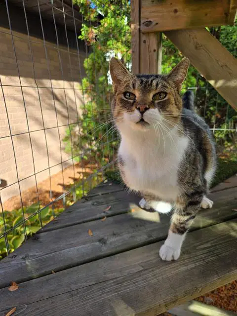Big Guy - Domestic Short Hair