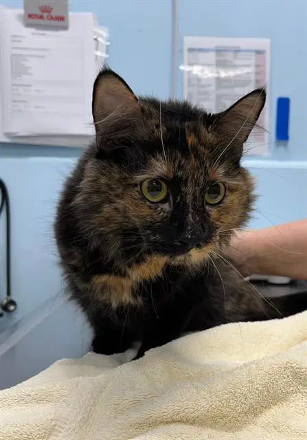 Regan - Domestic Medium Hair