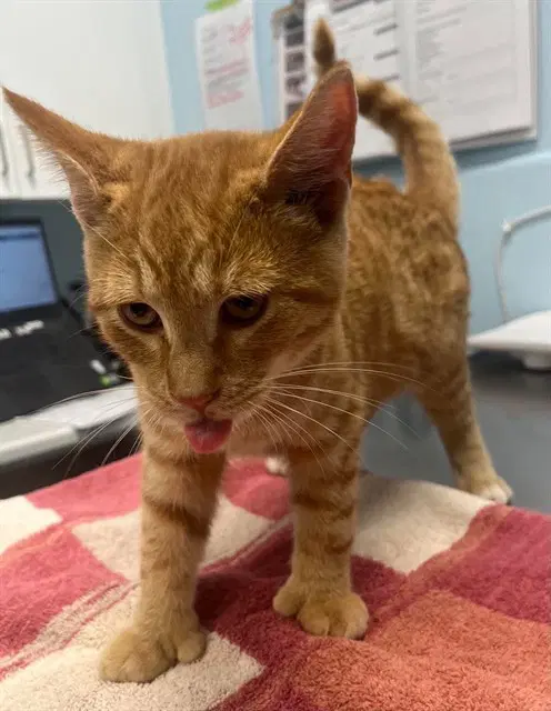 Jack-O-Lantern - Domestic Short Hair