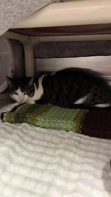 Kira - Domestic Short Hair