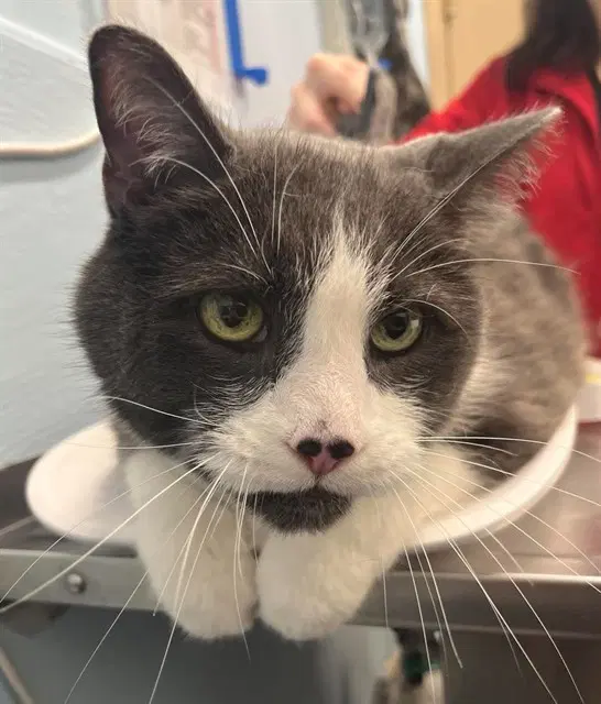 Moonbeam - Domestic Short Hair