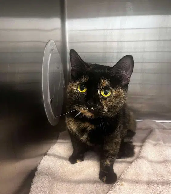Elora - Domestic Short Hair