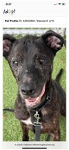 adoptable Dog in tampa, FL named Tyrone “Jasper”