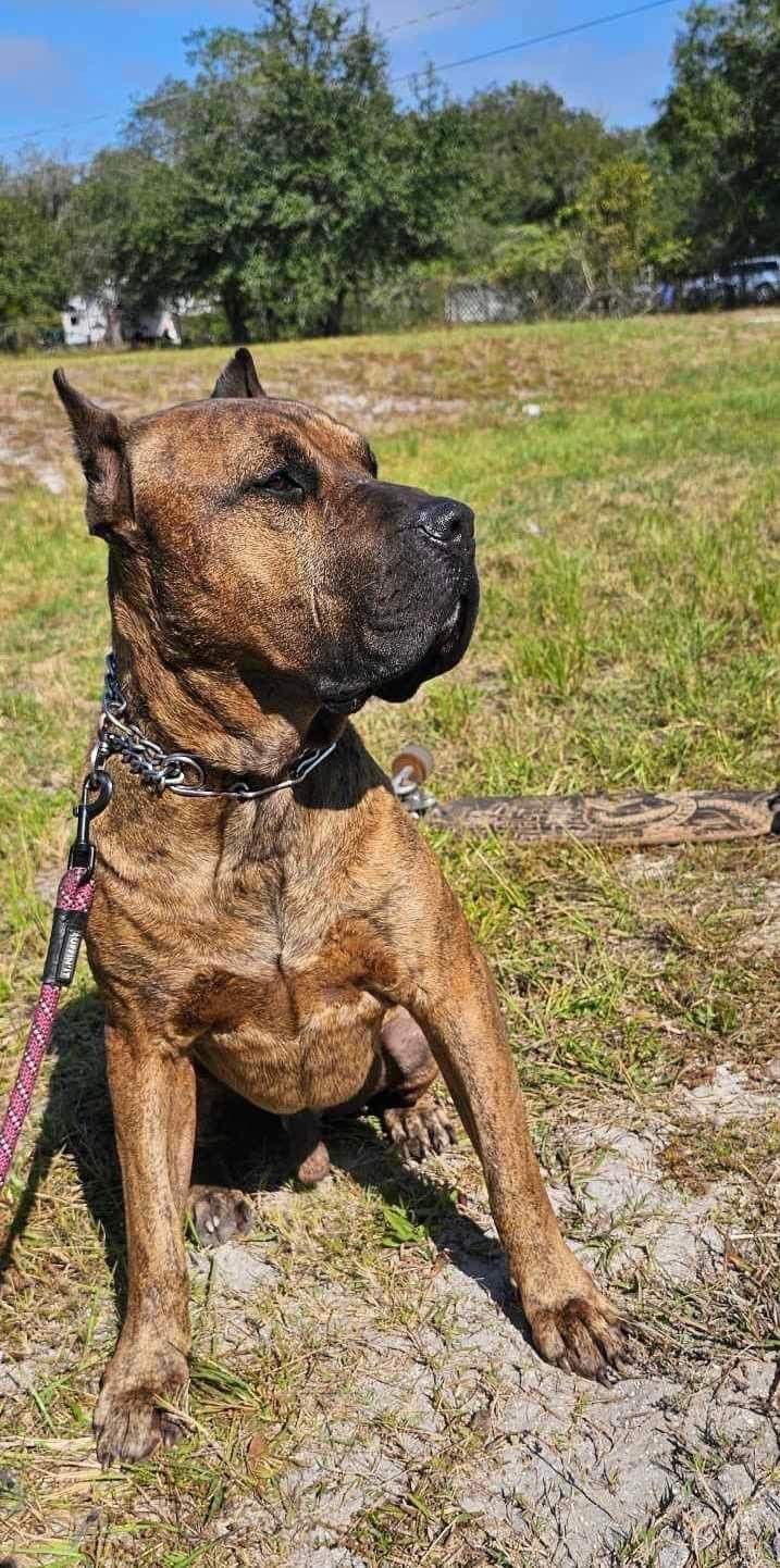 adoptable Dog in Tampa, FL named Big Papa