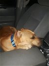 adoptable Dog in tampa, FL named Brutus