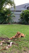 adoptable Dog in fort pierce, FL named Sandor