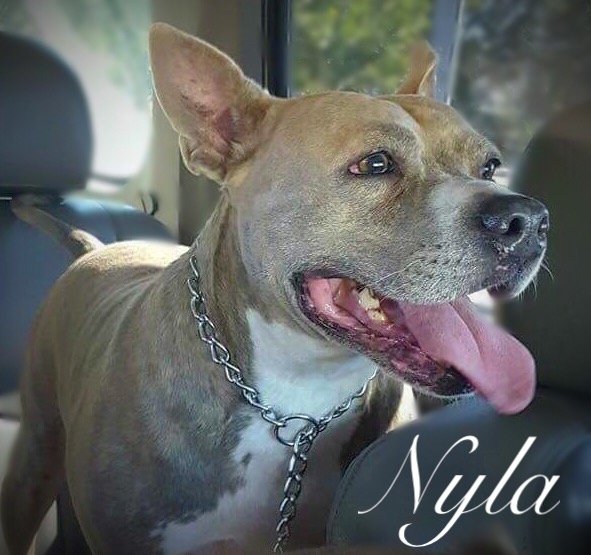 adoptable Dog in Cape Coral, FL named Nyla