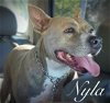 adoptable Dog in  named Nyla