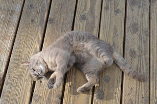 Working Cats