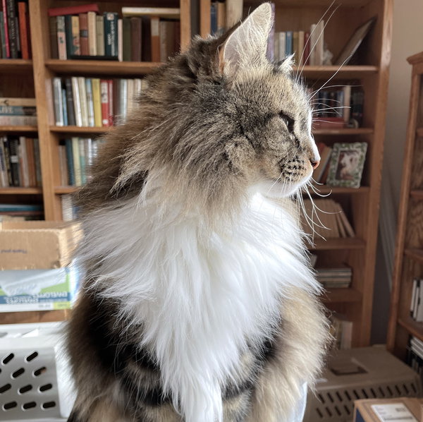 Miss Cinnamon