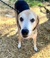 adoptable Dog in nashville, IL named JOHN BOY
