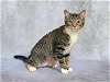 adoptable Cat in , TN named SHASTA