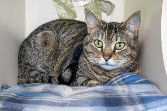 adoptable Cat in Nashville, TN named VELMA