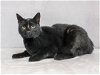 adoptable Cat in nashville, TN named MONET