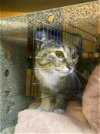 adoptable Cat in nashville, TN named SASSAFRAS