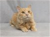 adoptable Cat in nashville, TN named CLAY