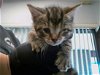 adoptable Cat in nashville, TN named MEELO