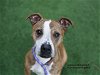 adoptable Dog in nashville, IL named GINGERBREAD
