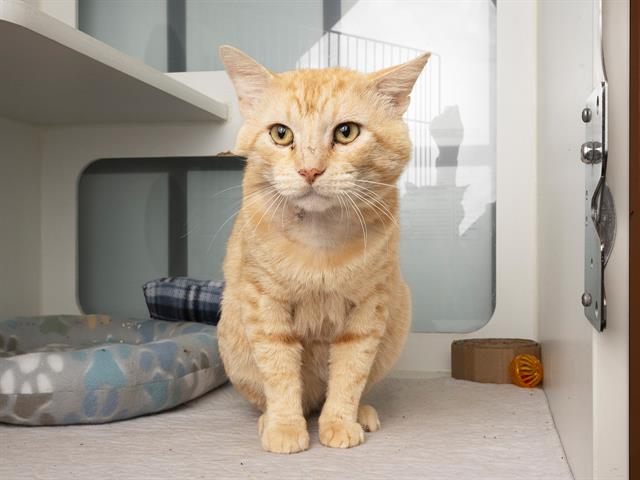 adoptable Cat in Nashville, TN named AL