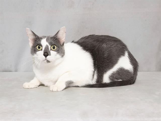 adoptable Cat in Nashville, TN named AMIRA