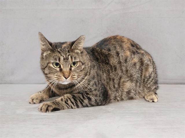 adoptable Cat in Nashville, TN named SUSAN