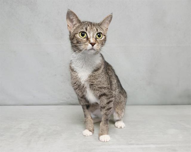 adoptable Cat in Nashville, TN named ARIEL