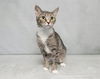 adoptable Cat in , TN named ARIEL