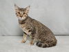 adoptable Cat in , TN named SPRUCE