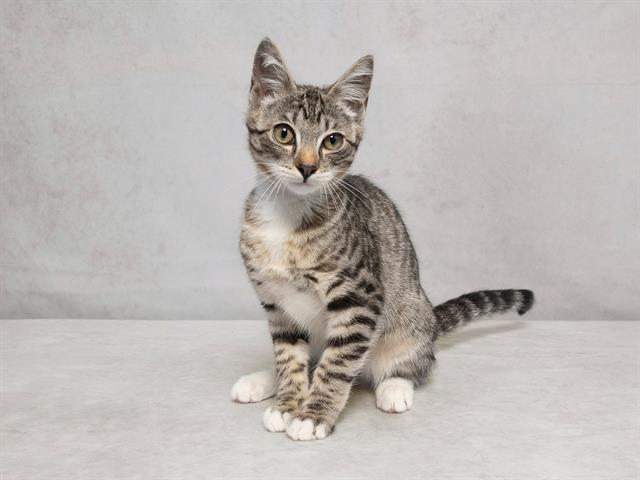 adoptable Cat in Nashville, TN named PHIL