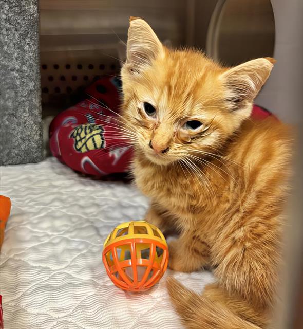 adoptable Cat in Nashville, TN named MANNY