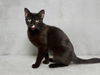 adoptable Cat in , TN named AMETHYST