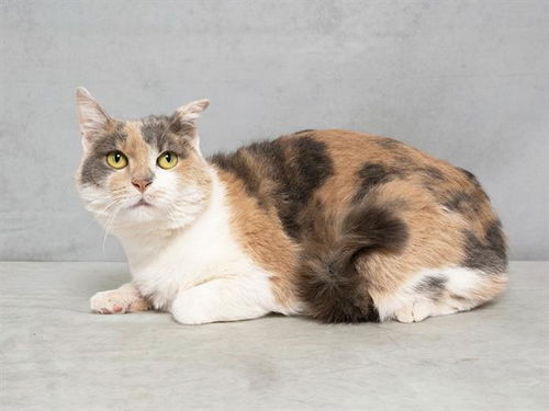 picture of the cat needing adoption