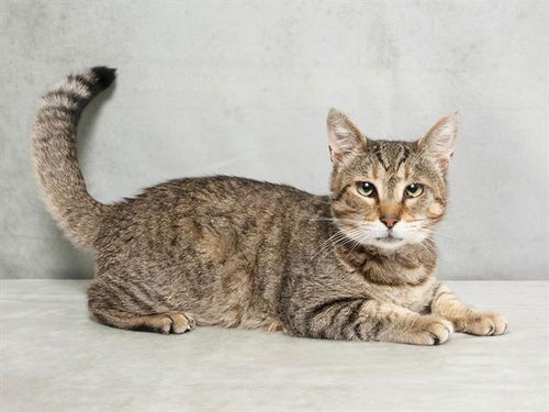 picture of the cat needing adoption