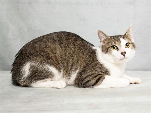 picture of the cat needing adoption