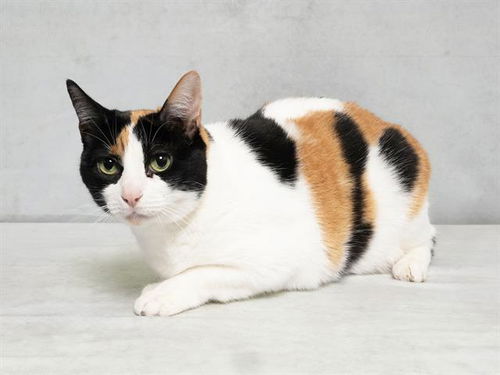 picture of the cat needing adoption