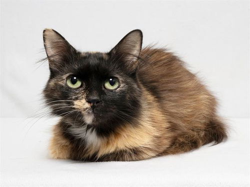 picture of the cat needing adoption