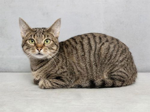 picture of the cat needing adoption