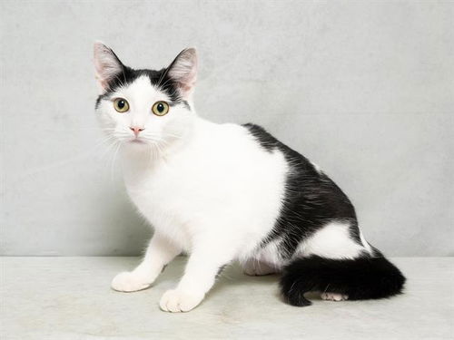 picture of the cat needing adoption