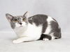 adoptable Cat in Nashville, TN named MAMA MOLLY