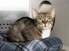 adoptable Cat in Nashville, TN named SPARKLE