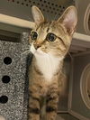 adoptable Cat in Nashville, TN named GLITTER
