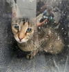 adoptable Cat in Nashville, TN named MISSY GRAY