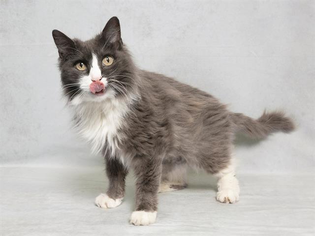 adoptable Cat in Nashville, TN named TRACY