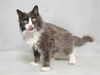adoptable Cat in Nashville, TN named TRACY