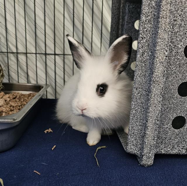 adoptable Rabbit in Nashville, TN named ROBIN