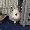 adoptable Rabbit in Nashville, TN named ROBIN